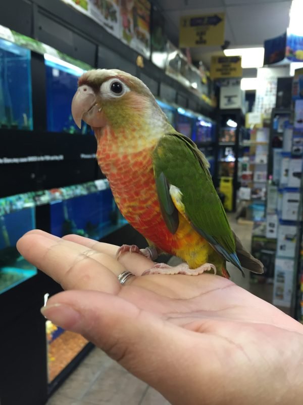 Baby Conure (Pineapple) - Image 4