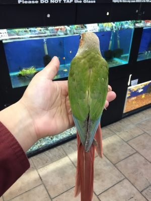 Baby Conure (Pineapple) - Image 3