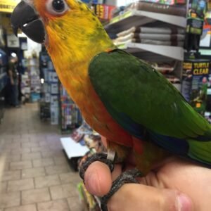 Baby Conure (Jenday)