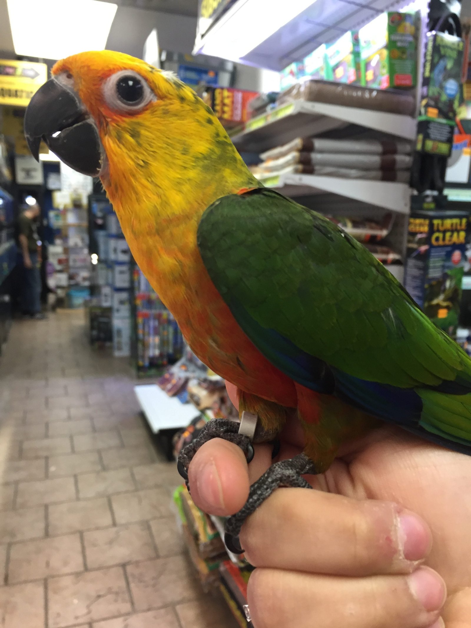 Baby Conure (Jenday)