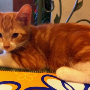 Kitten Domestic (Local Bred)