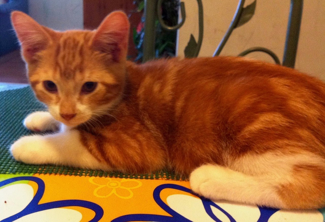 Kitten Domestic (Local Bred)