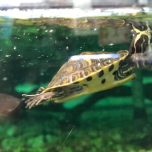 Aquatic Turtle Yellow Bellied Cooter