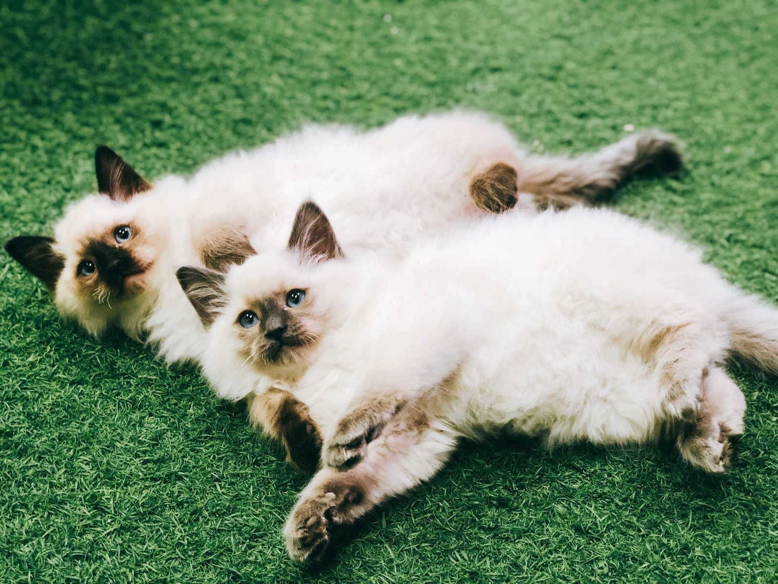 BALDOLL Balinese (Male) X Ragdoll (Female) (Local Bred) - Image 7