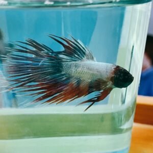 Betta Crown Tail