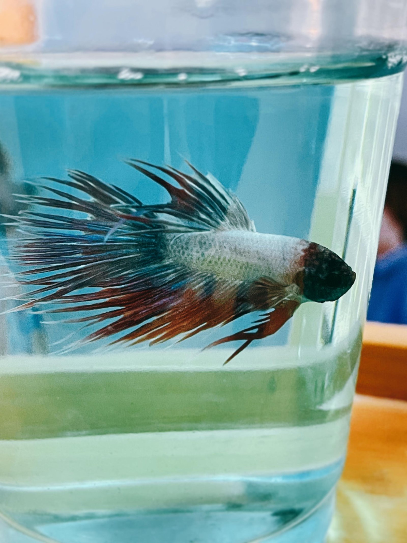 Betta Crown Tail
