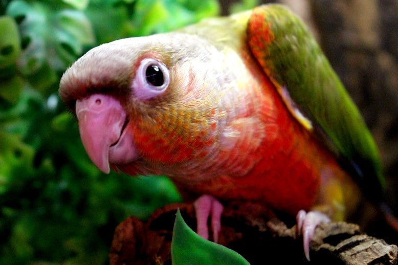 Baby Conure (Pineapple) - Image 11