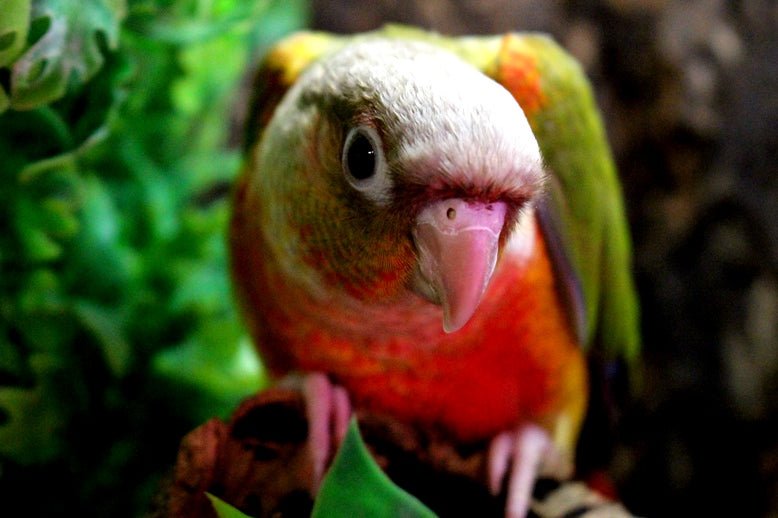 Baby Conure (Pineapple) - Image 12