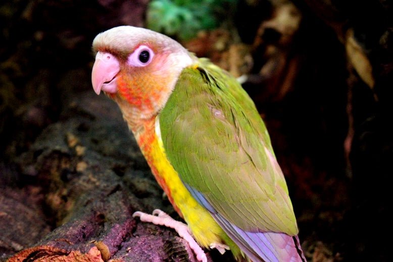Baby Conure (Pineapple) - Image 10