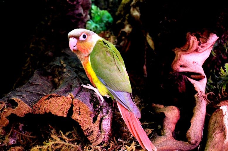 Baby Conure (Pineapple) - Image 9
