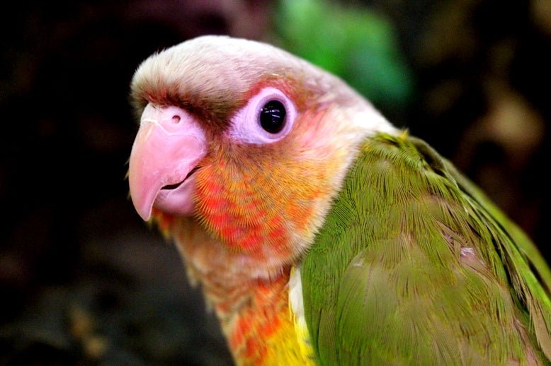 Baby Conure (Pineapple) - Image 8