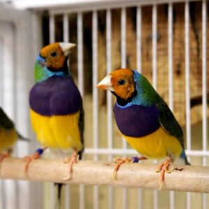 Finch Lady Gouldian