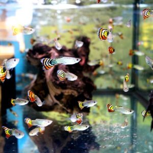 Guppy Leopard