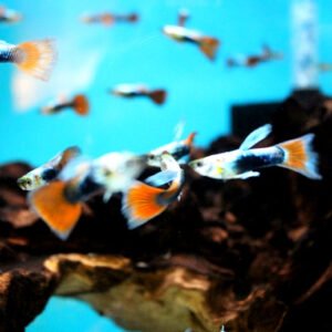 Guppy Flame
