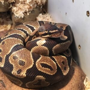 Ball Python