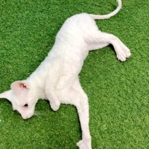 English Cornish Rex (Imported)