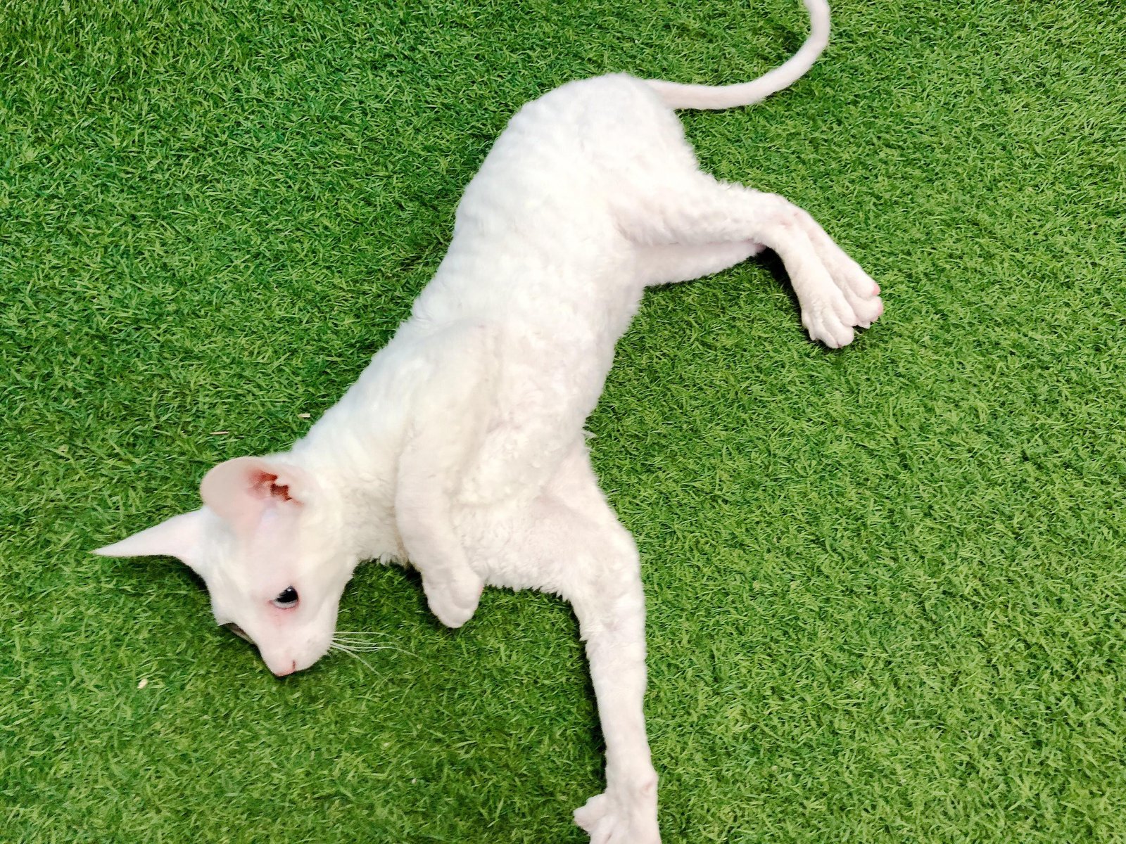 English Cornish Rex (Imported)