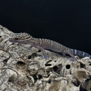 GECKO CAVE BAWANGLING