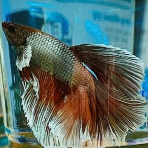 Betta Halfmoon