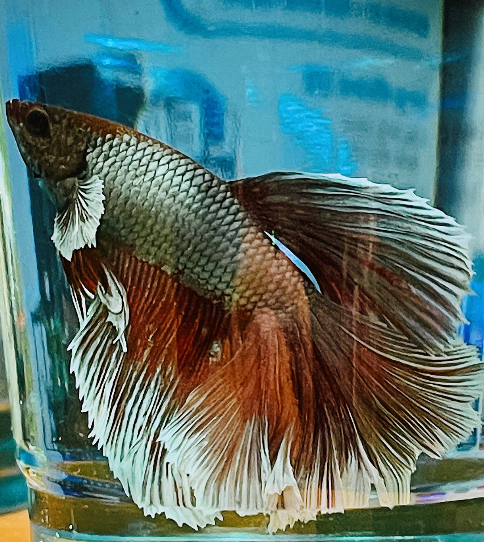 Betta Halfmoon