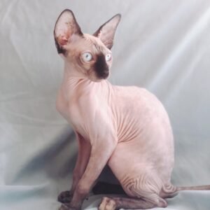 Sphynx Lilac - Seal Point Kitten (Imported)