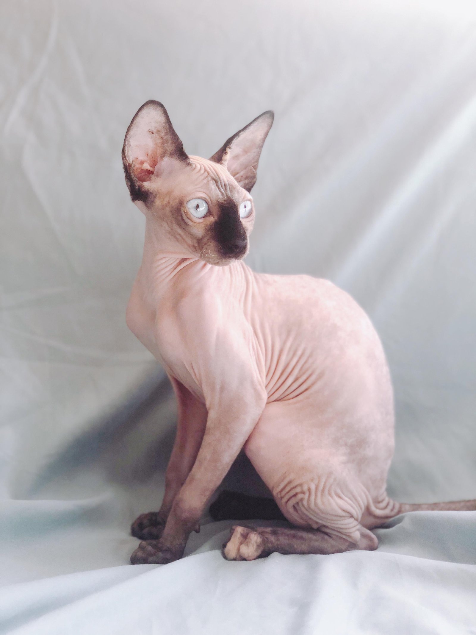 Sphynx Lilac - Seal Point Kitten (Imported)