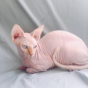 Sphynx Albino Kitten (Imported)