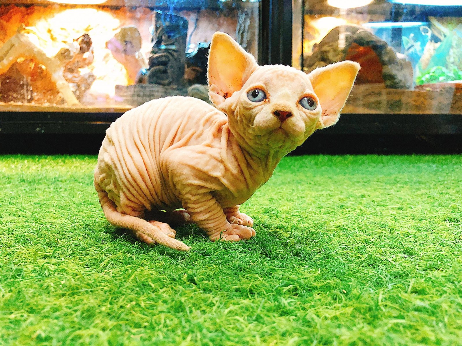 Sphynx (Local Bred) - Image 11