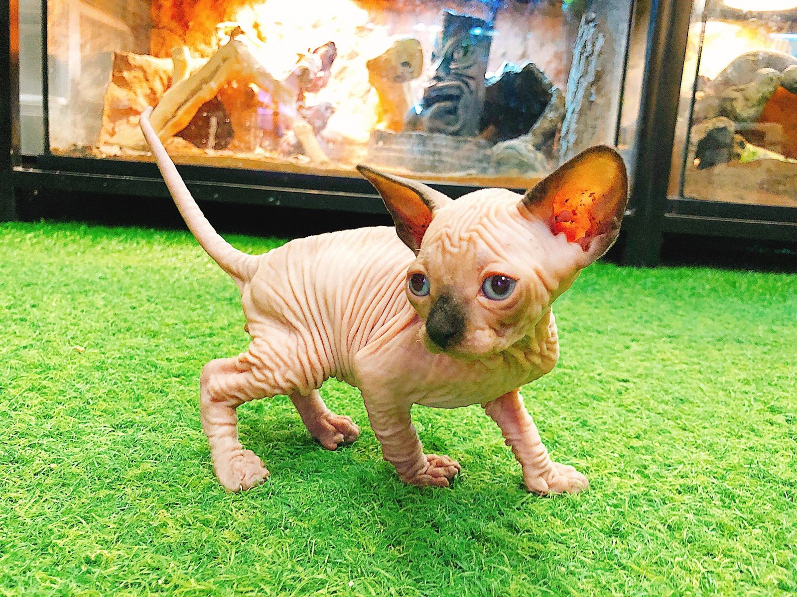 Sphynx (Local Bred) - Image 10