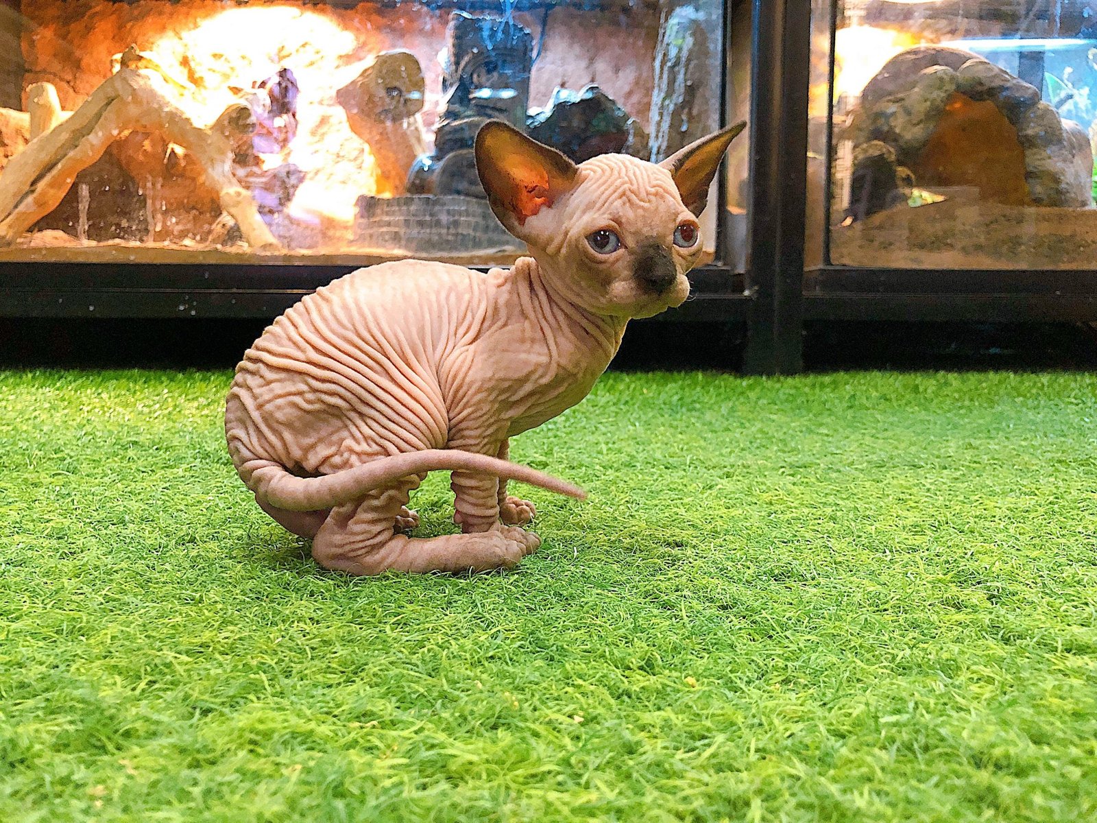 Sphynx (Local Bred) - Image 12