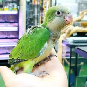 Baby Quaker Green