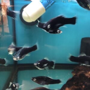 Sword Tail Black Marble