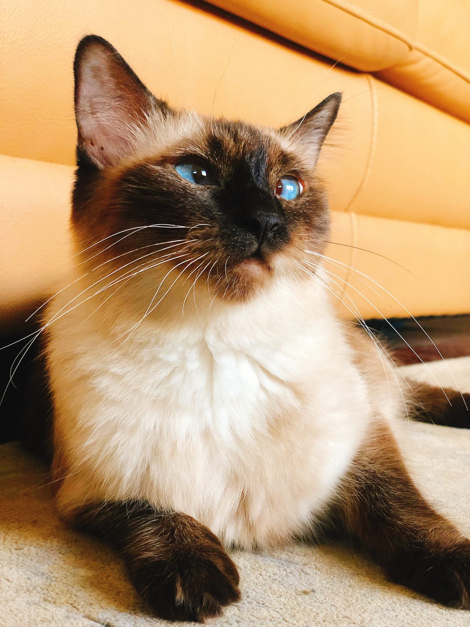 BALDOLL Balinese (Male) X Ragdoll (Female) (Local Bred) - Image 11