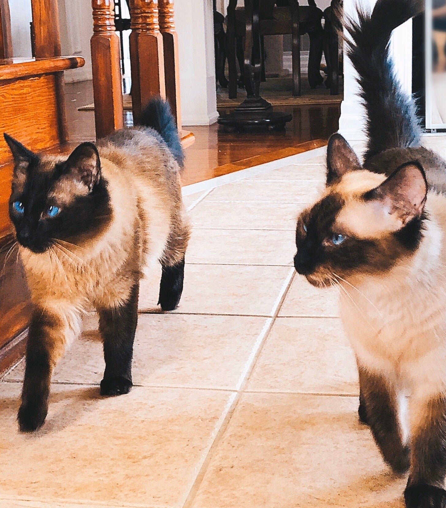 BALDOLL Balinese (Male) X Ragdoll (Female) (Local Bred) - Image 12