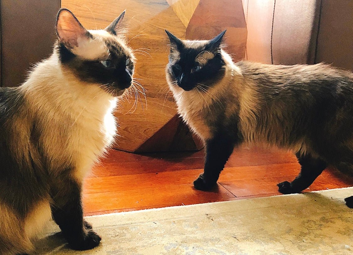 BALDOLL Balinese (Male) X Ragdoll (Female) (Local Bred) - Image 13