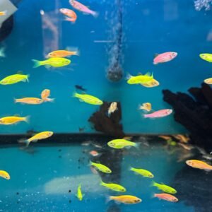 Glow Danio