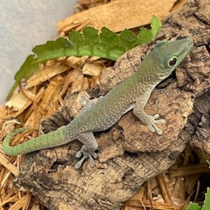 GECKO KOCHI DAY – JUVENILE 2022