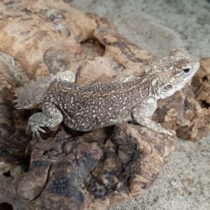 AGAMA SHIELD TAIL