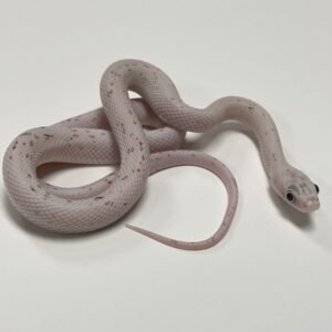 CORNSNAKE PALMETTO