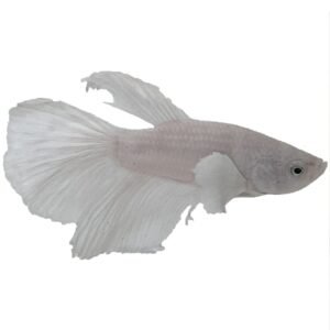 BETTA MALE PLATINUM