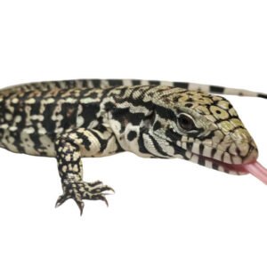Argentine Black and White Tegu
