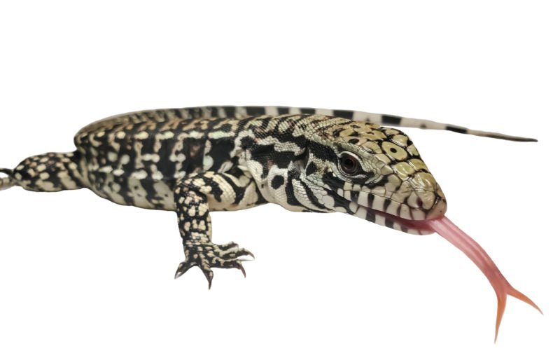 Argentine Black and White Tegu
