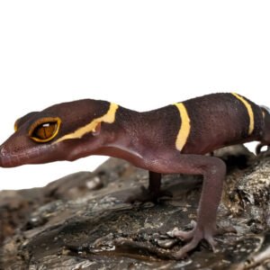 CHINESE CAVE GECKO CB BABY