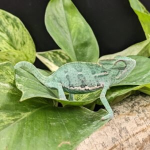 CHAMELEON VEILED JUVENILE