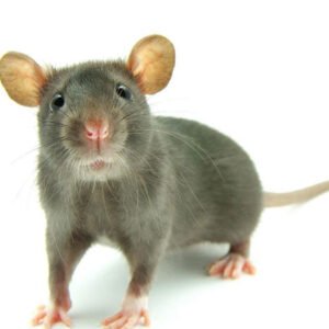 Feeder Rodents