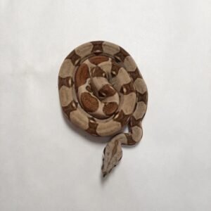 BOA HYPO