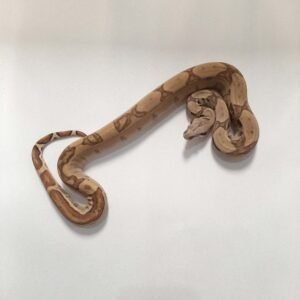 BOA HYPO JUNGLE HET ANERY