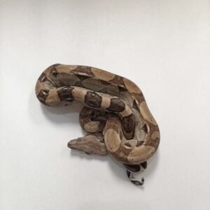 BOA ANERY HET ALBINO