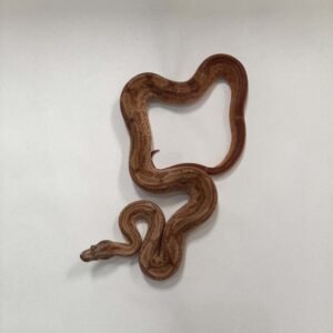 BOA HYPO MOTLEY CENTRAL AMERICAN
