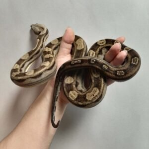 BULLSNAKE HYPO WHITESIDED 66% HET ALBINO
